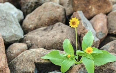 Resilienz – Immun in der Krise?